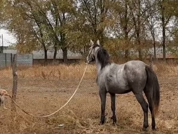 Кобила, Thoroughbred horse
