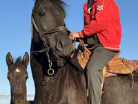 Stute, Friesian — Foto 3