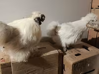 Sedosa — foto 4