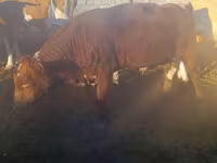 Toro, Ganado vacuno — foto 1