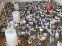 Chickens — الصورة 4
