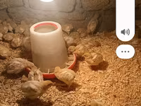 Chickens — Foto 3