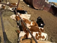 Cow, Simmental cattle — photo 6