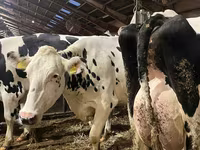 Kuh, Holstein-Rasse — Foto 2