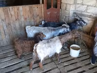 Cabra, Cabras — foto 8