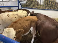 بقرة, Simmental cattle — الصورة 6