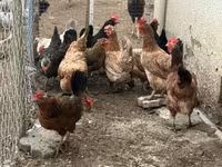 Chickens — Foto 1