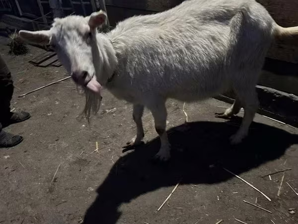Ziege, Saanen goat