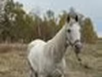 Caballo, Horse breed — foto 7
