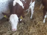 Бұқа, Лимузин сиыры — 7-сурет
