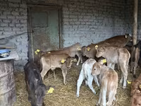 Bull, Cattle — photo 8