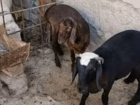Keçilər (partiya, cinsi göstərilməyib), Keçilər — foto 1