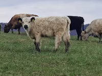 Cow, Galloway cow — photo 7