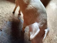 Eber, Schweine — Foto 2