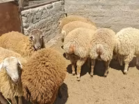 भेड़, भेड़ — फ़ोटो 3
