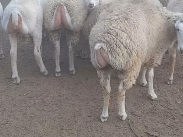 Schaf, Schafe