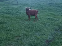 Ziegenbock, Ziegen — Foto 6