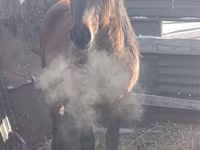 Кінь, Mugalzhar horse — фото 1