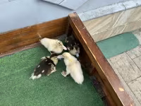 Ducks — Foto 4