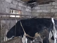 Bulle, Russian Black pied cattle — Foto 8