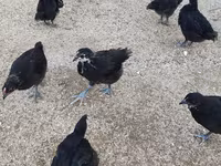 Chickens — الصورة 3