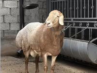 Widder, Arashan sheep — Foto 2