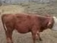 ثور, البقرة الحمراء السهوبية — الصورة 4