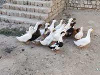 Ducks — Foto 1