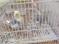 Nimfa (cockatiel) cütlüyü 0507335513 whatsapp - Növ: Nimfa — photo 2