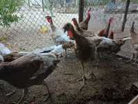 Blanca de pechuga ancha — foto 2