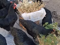 Chickens — photo 2