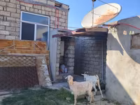 Cabra, Saanen goat — foto 3