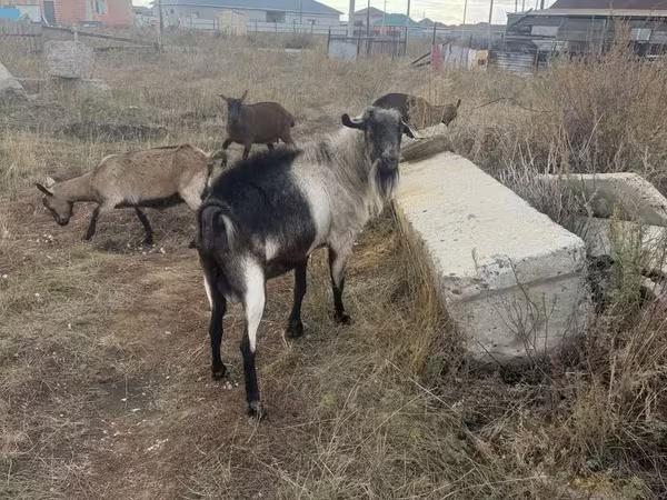 Cabro, Alpine goat