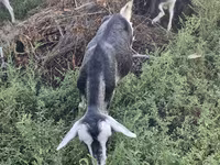 Ziege, Alpine goat — Foto 4