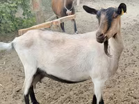 Ешкі, Alpine goat — 1-сурет