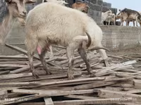 Ziege, Saanen goat — Foto 3