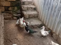 Ducks — الصورة 2