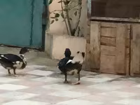 Ducks — foto 2