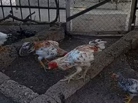 Chickens — Foto 4