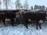 Kuh, Rinder — Foto 3