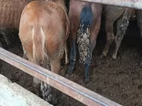 Pferde (Partie, Geschlecht nicht angegeben), Pferde — Foto 3