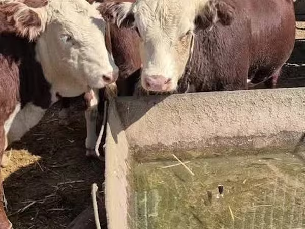 Бик, Білоголова українська