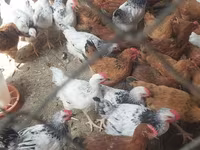Chickens — 2-rasm