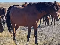Кобила, Arabian horse — фото 3