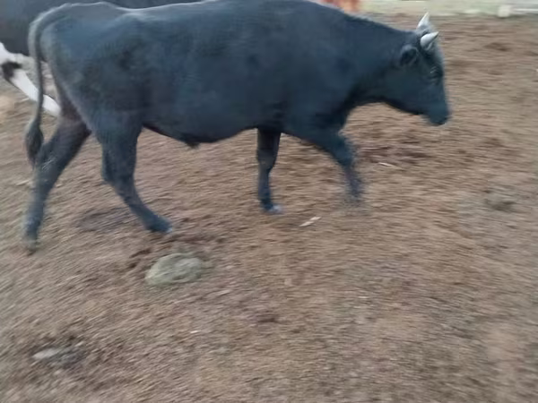 Bulle, Aberdeen-Angus