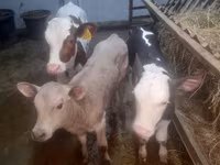 بقرة, Simmental cattle — الصورة 2