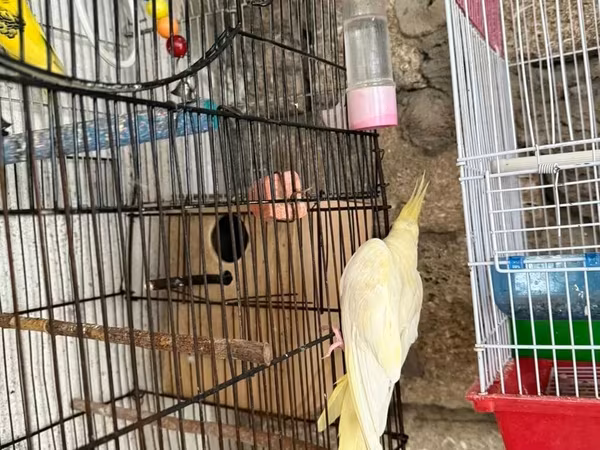 Korella qəfəs yuva munasib qiymete