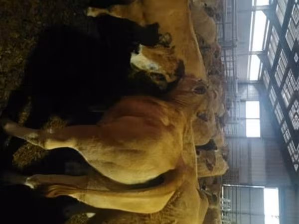 Kuh, Aubrac cattle