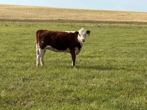 Rinder (Partie, Geschlecht nicht angegeben), Hereford — Kasachstan