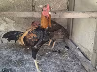 Chickens — फ़ोटो 2